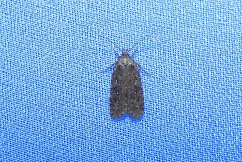 Agonopterix sp.